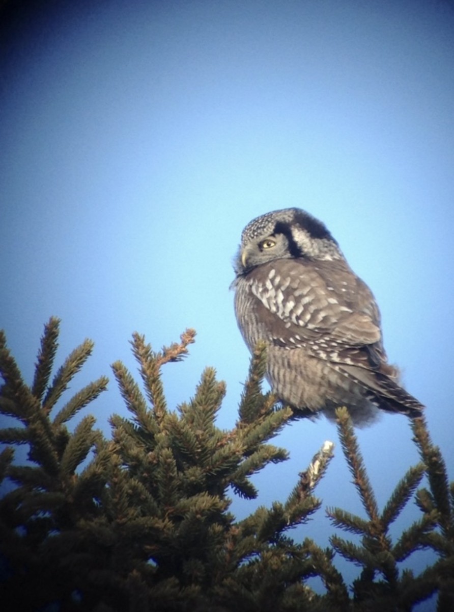 Northern Hawk Owl (American) - ML620866558