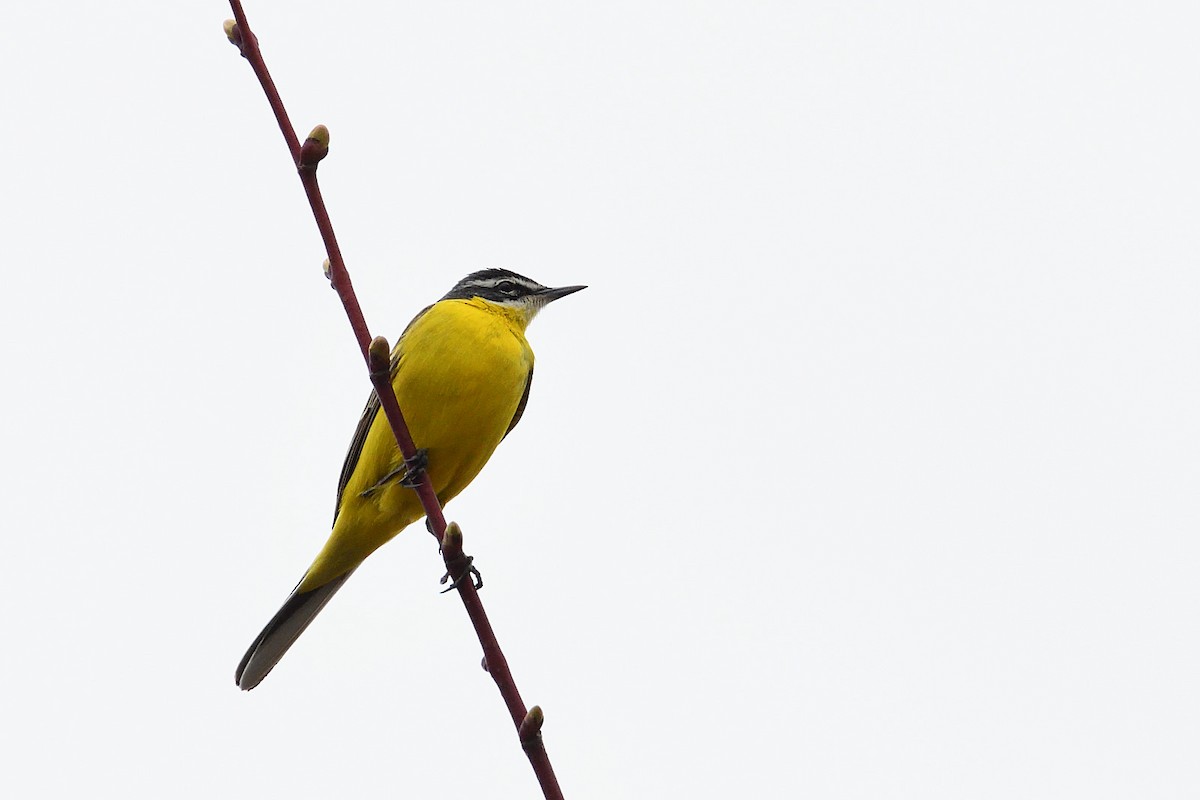 Western Yellow Wagtail - ML620866565