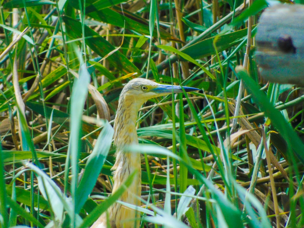 Squacco Heron - ML620866579