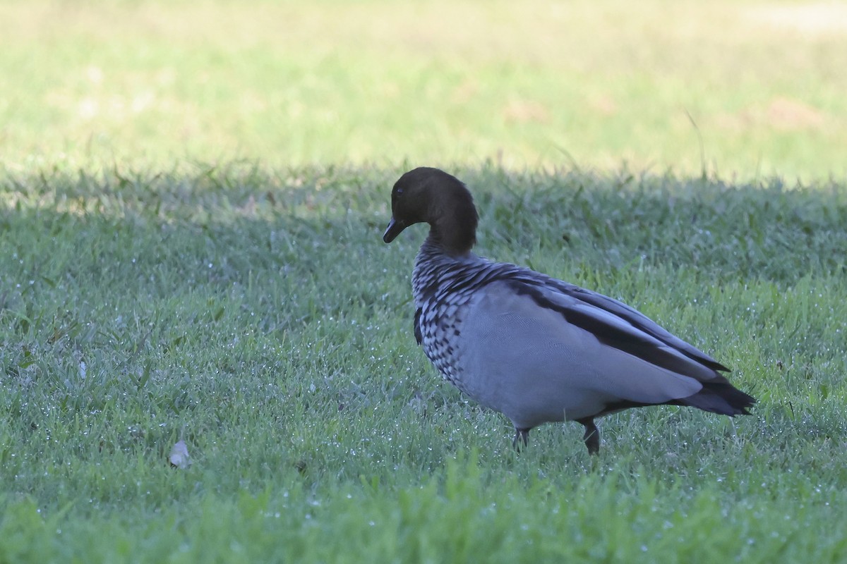 Maned Duck - ML620866588