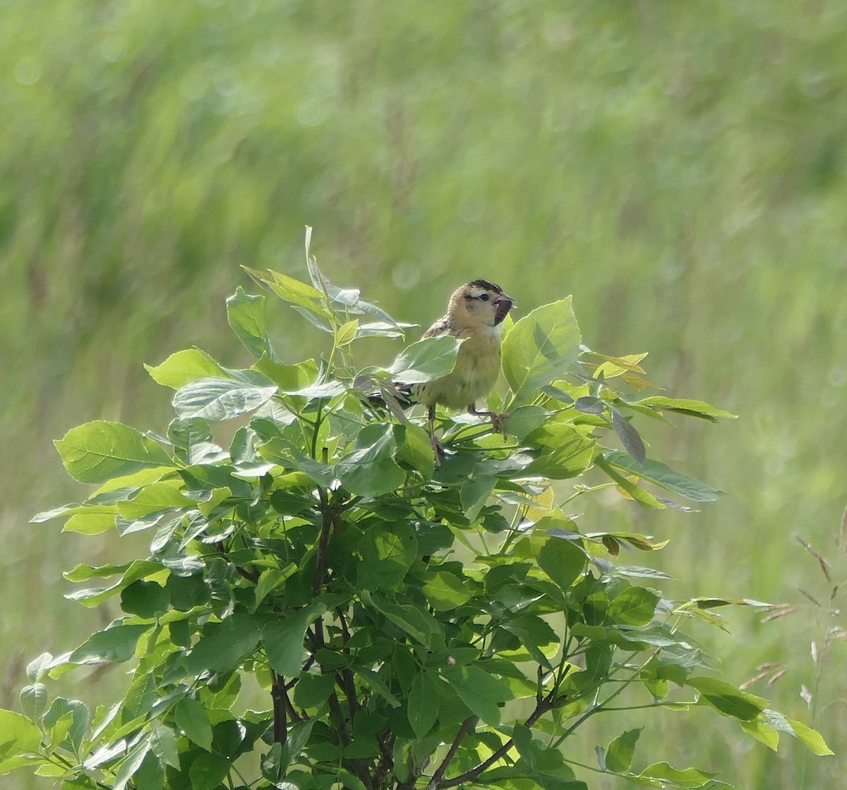 bobolink americký - ML620866636