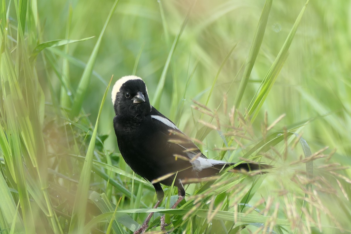 bobolink americký - ML620866637