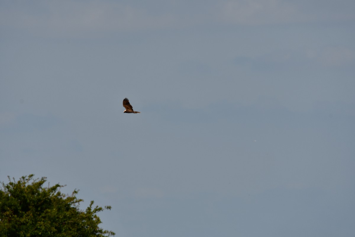 Western Marsh Harrier - ML620866641