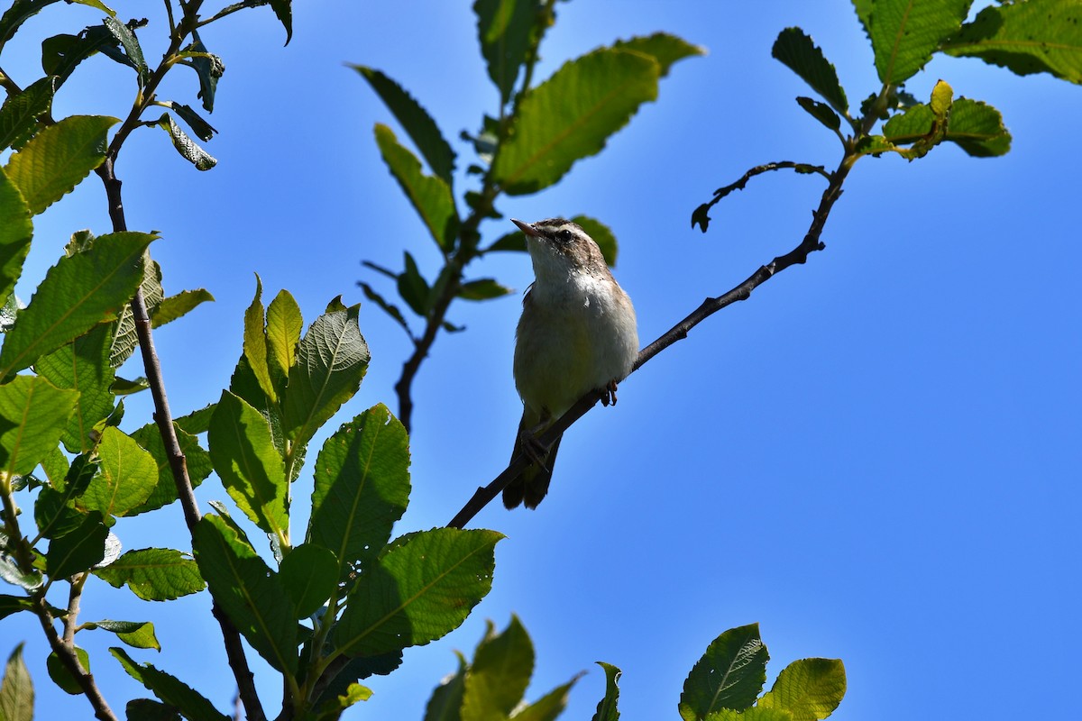 Sedge Warbler - ML620866648