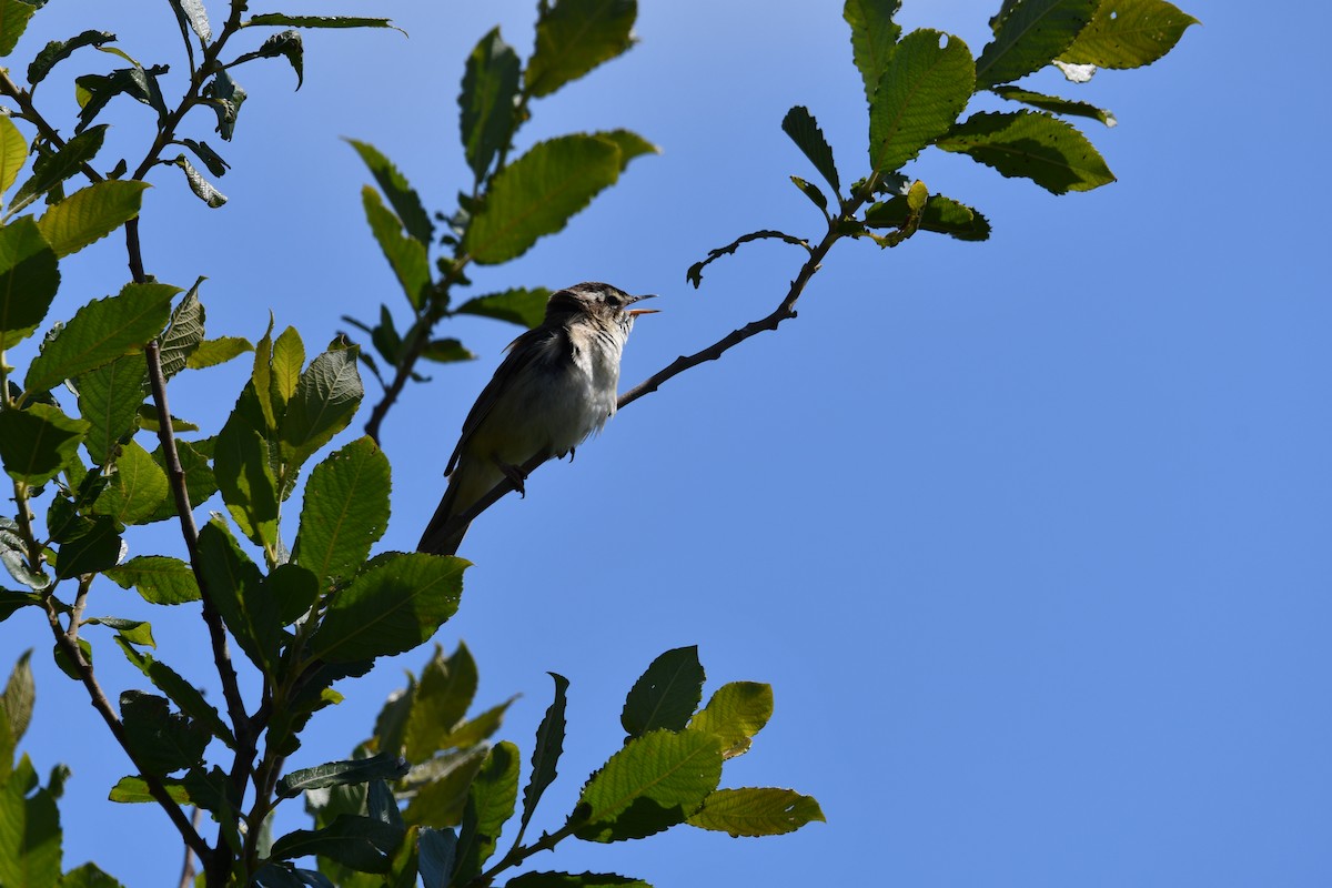 Sedge Warbler - ML620866649