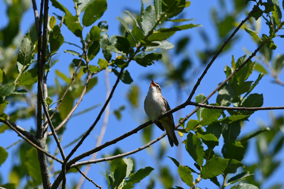 Sedge Warbler - ML620866651