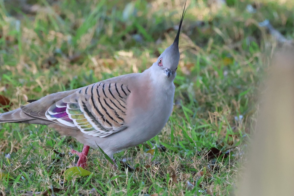 Crested Pigeon - ML620866652