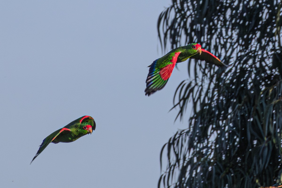 Red-spectacled Parrot - ML620866656