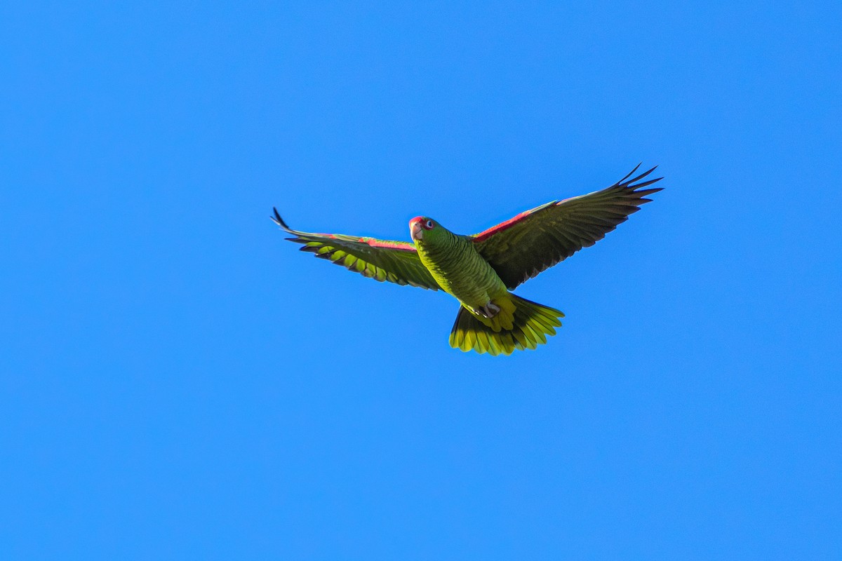 Red-spectacled Parrot - ML620866668