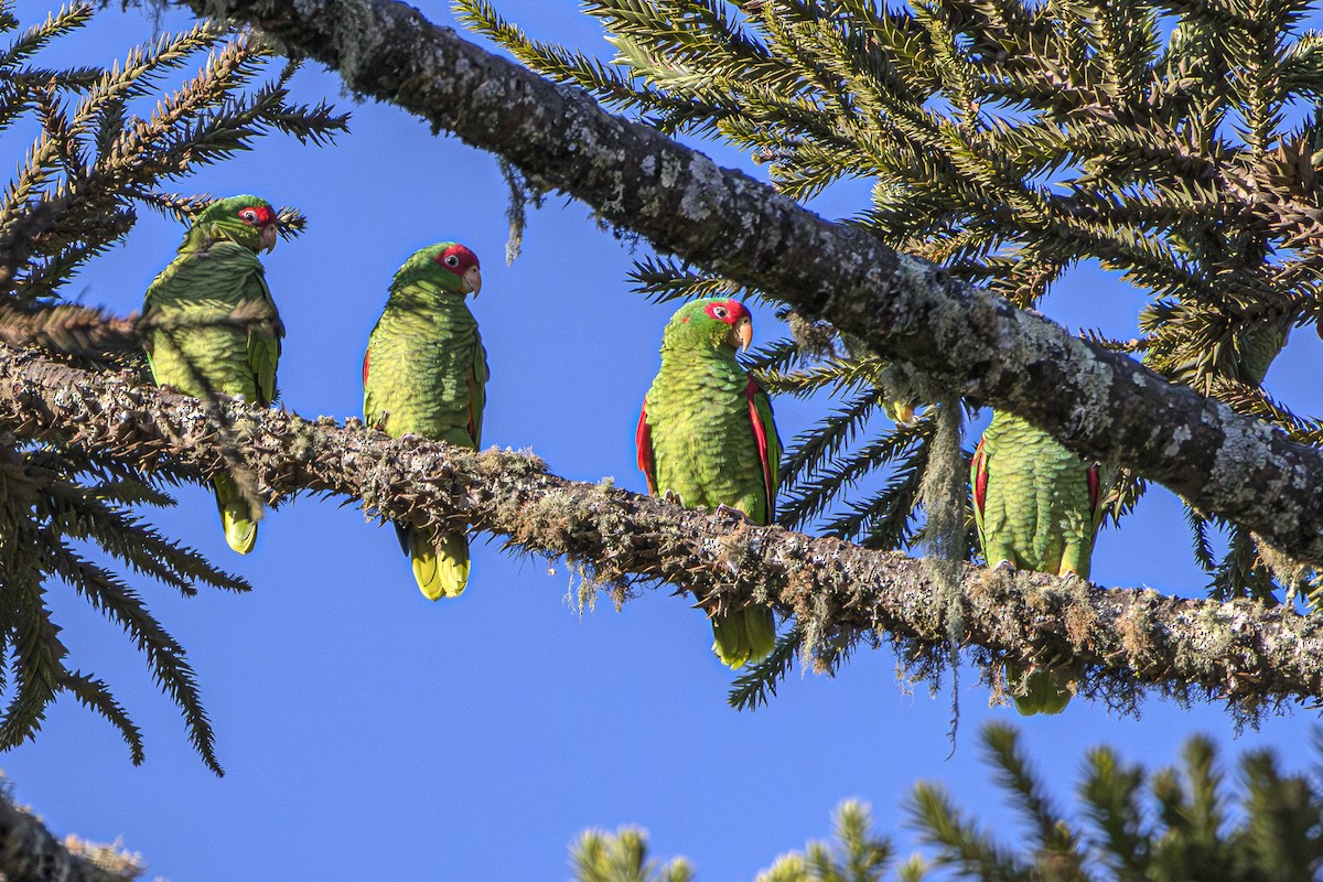 Red-spectacled Parrot - ML620866669