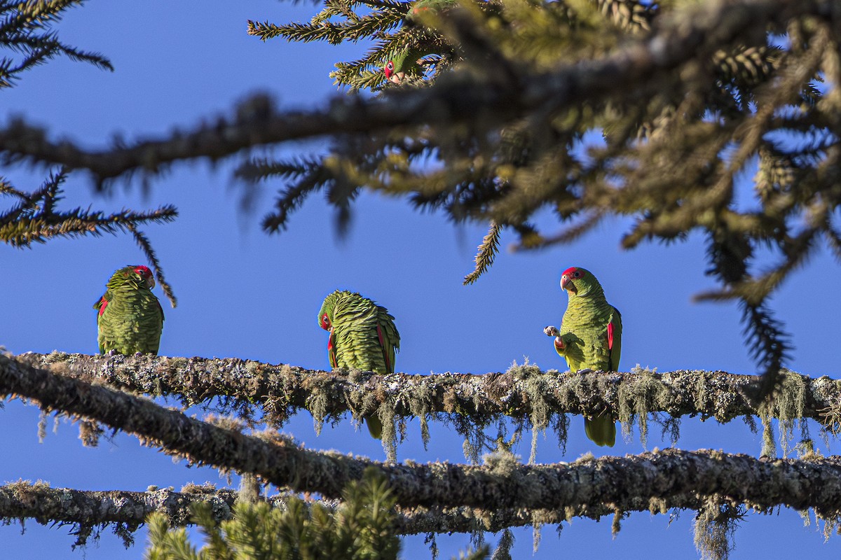 Red-spectacled Parrot - ML620866670