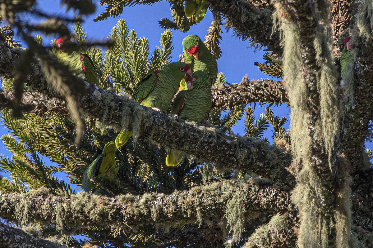 Red-spectacled Parrot - ML620866671