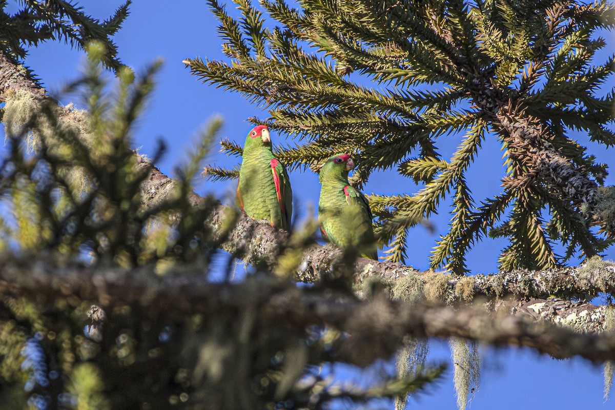 Red-spectacled Parrot - ML620866673