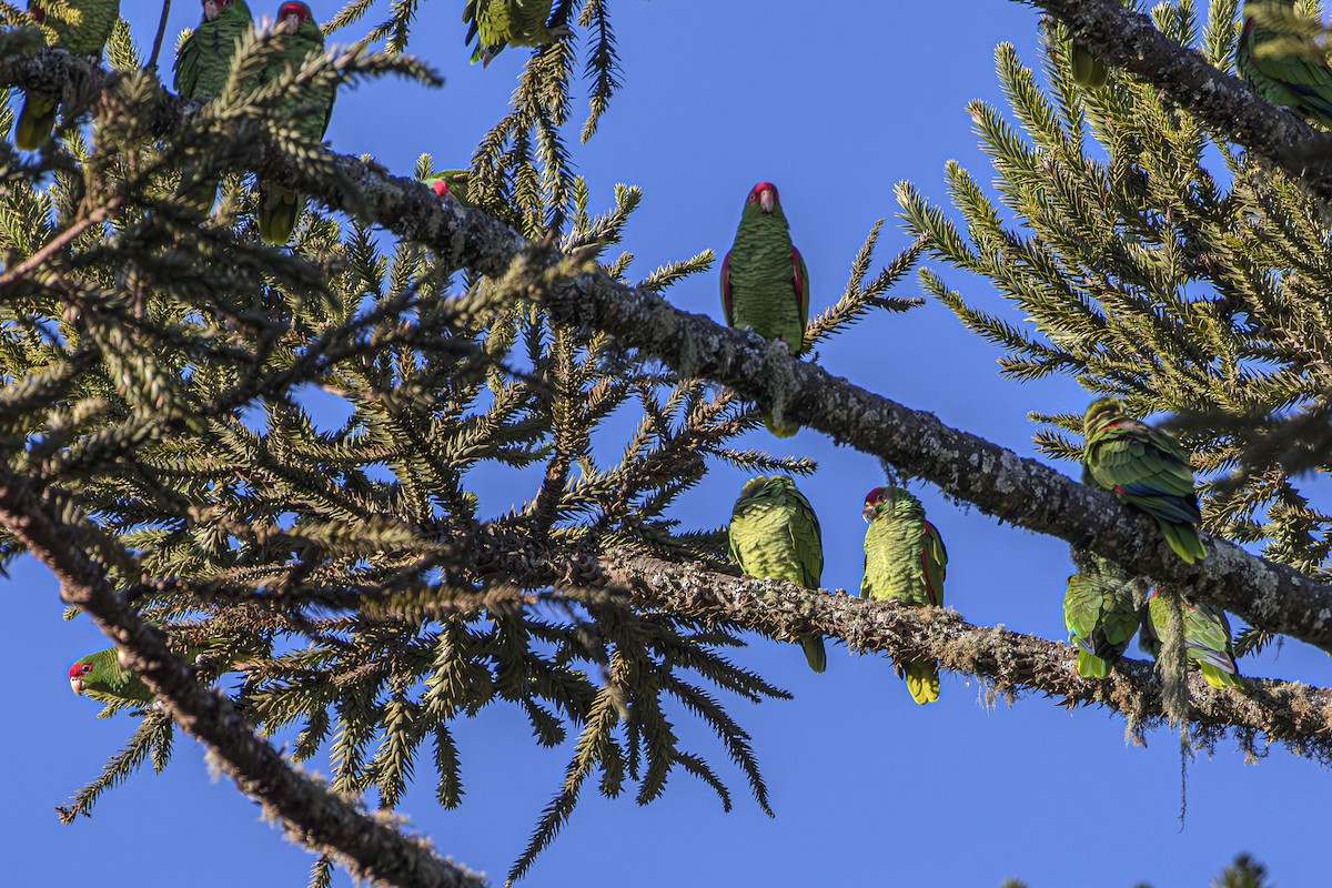 Red-spectacled Parrot - ML620866676