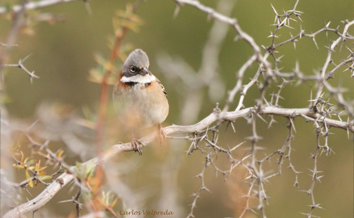 Rufous-collared Sparrow - ML620866683