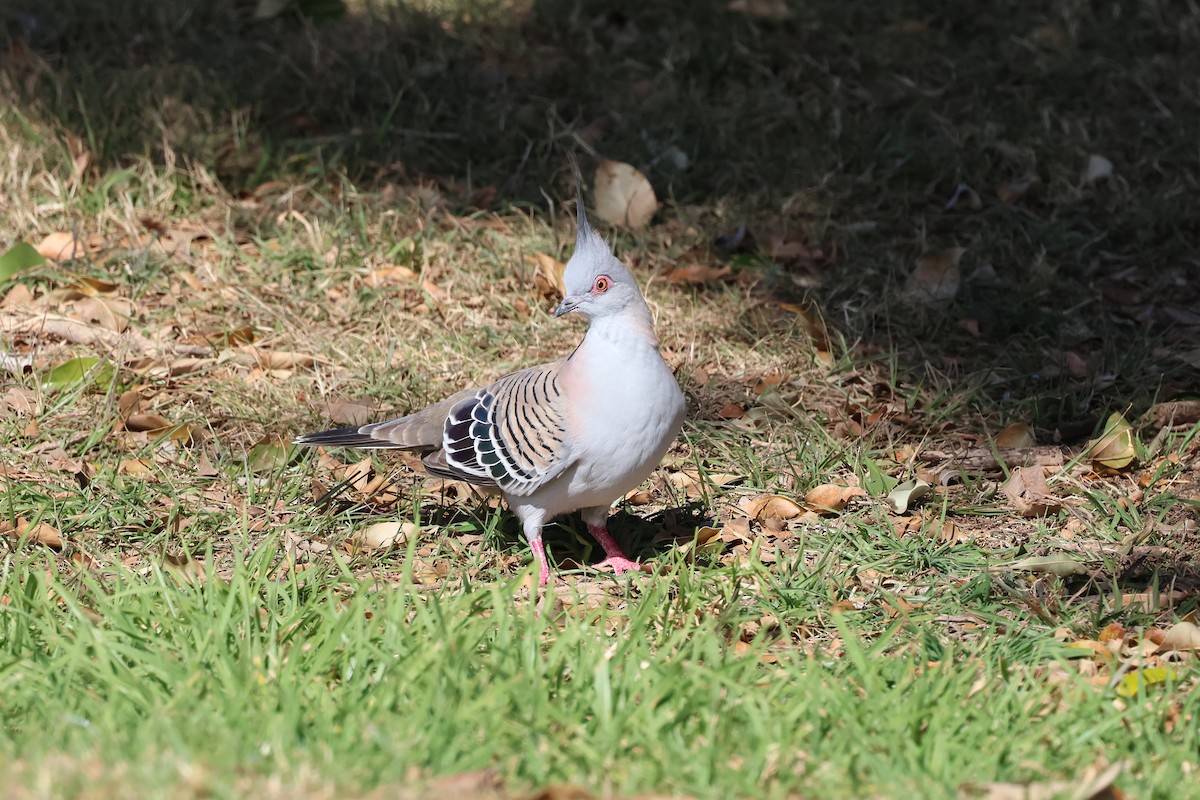 Crested Pigeon - Dennis Devers