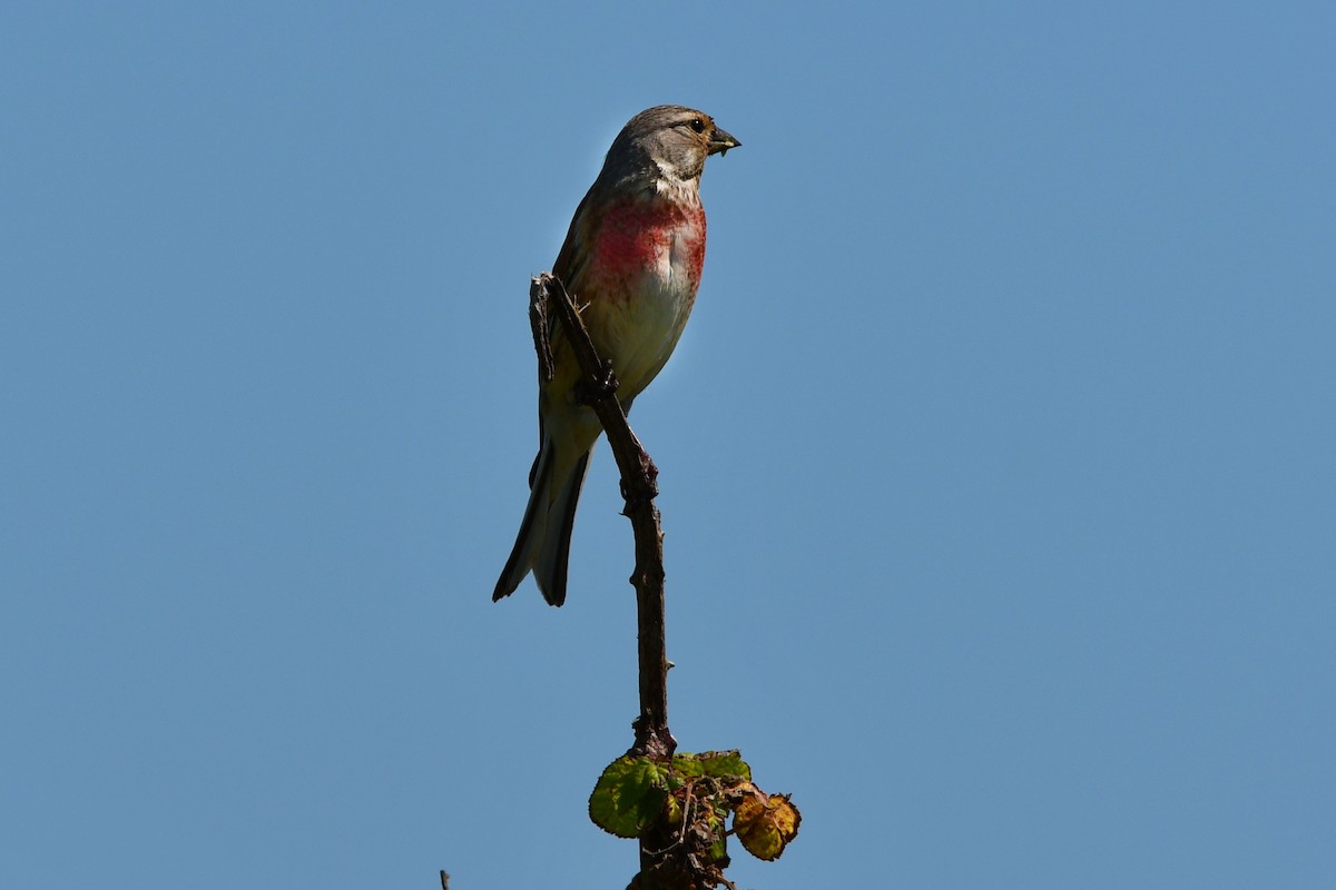 Eurasian Linnet - ML620866703