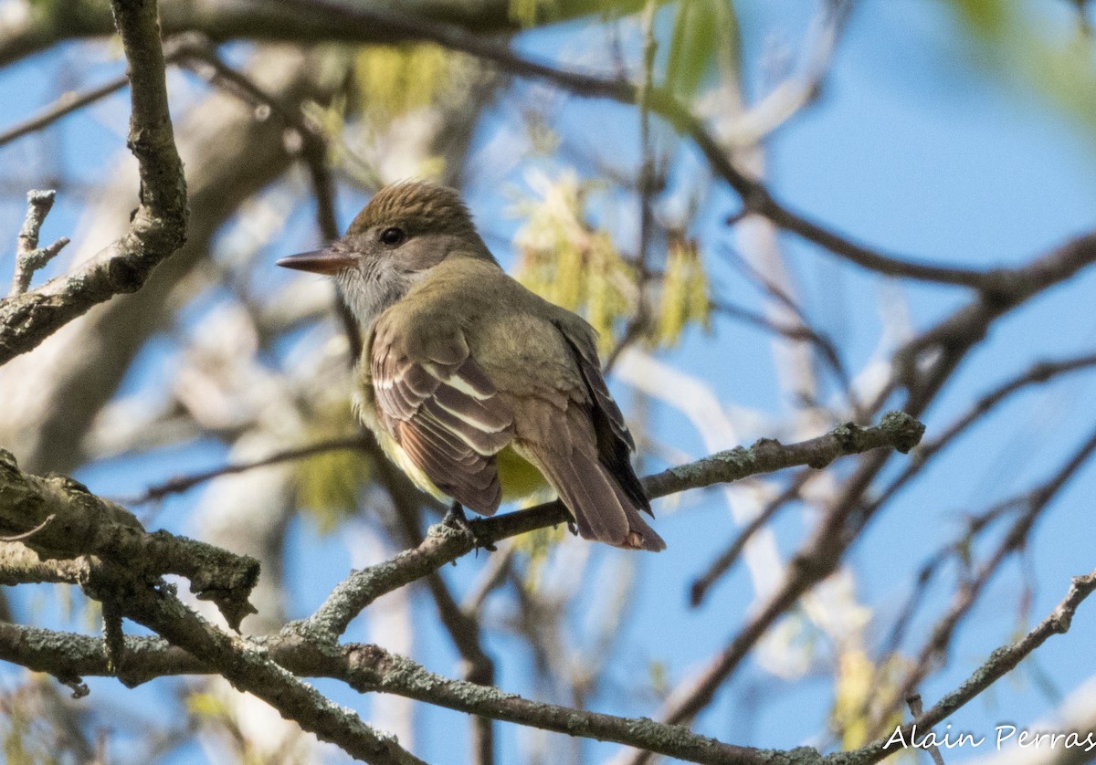 Great Crested Flycatcher - ML620866740