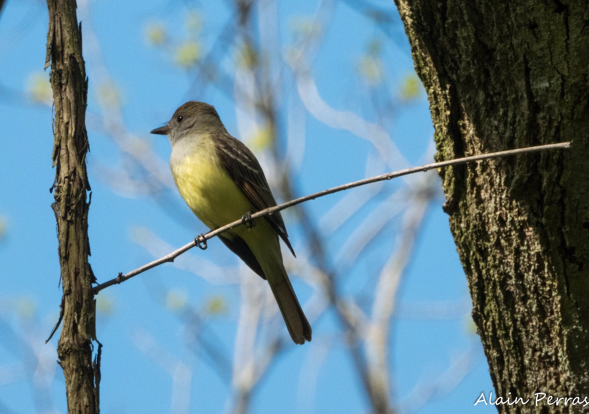 Great Crested Flycatcher - ML620866741