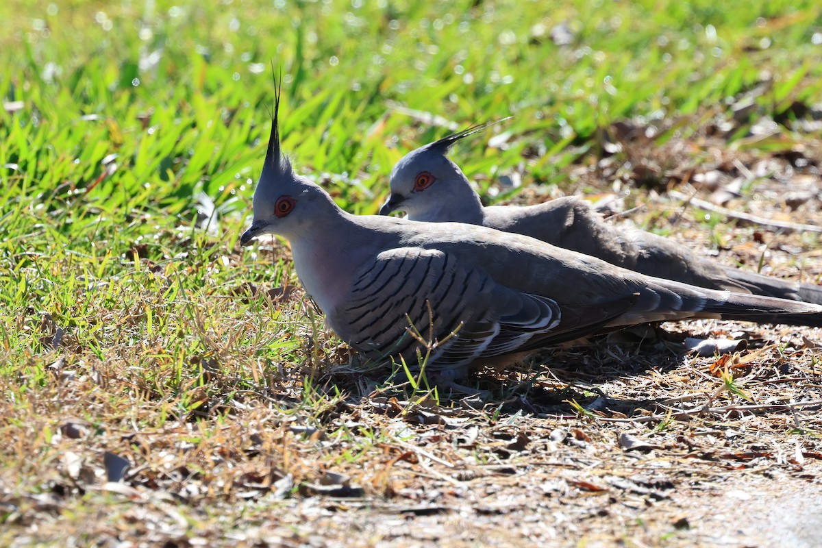 Crested Pigeon - ML620866745