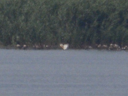 American White Pelican - Ian Teaell