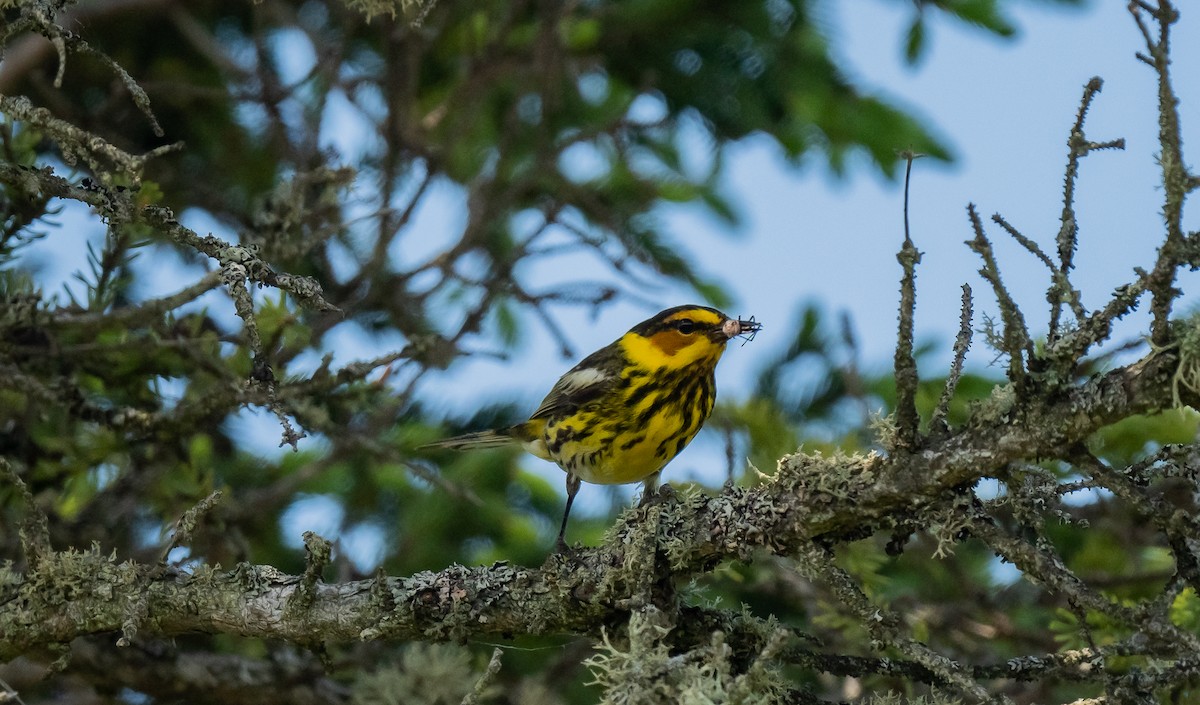 Cape May Warbler - ML620866772