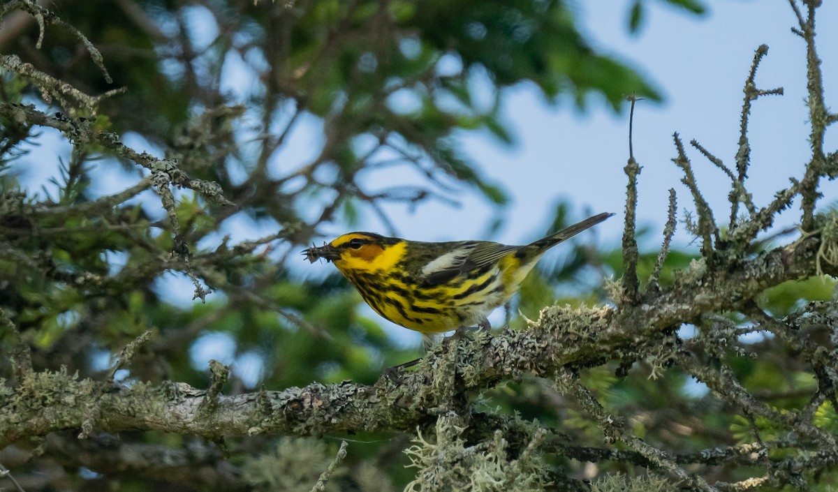 Cape May Warbler - ML620866773