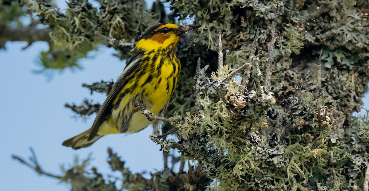Cape May Warbler - ML620866774
