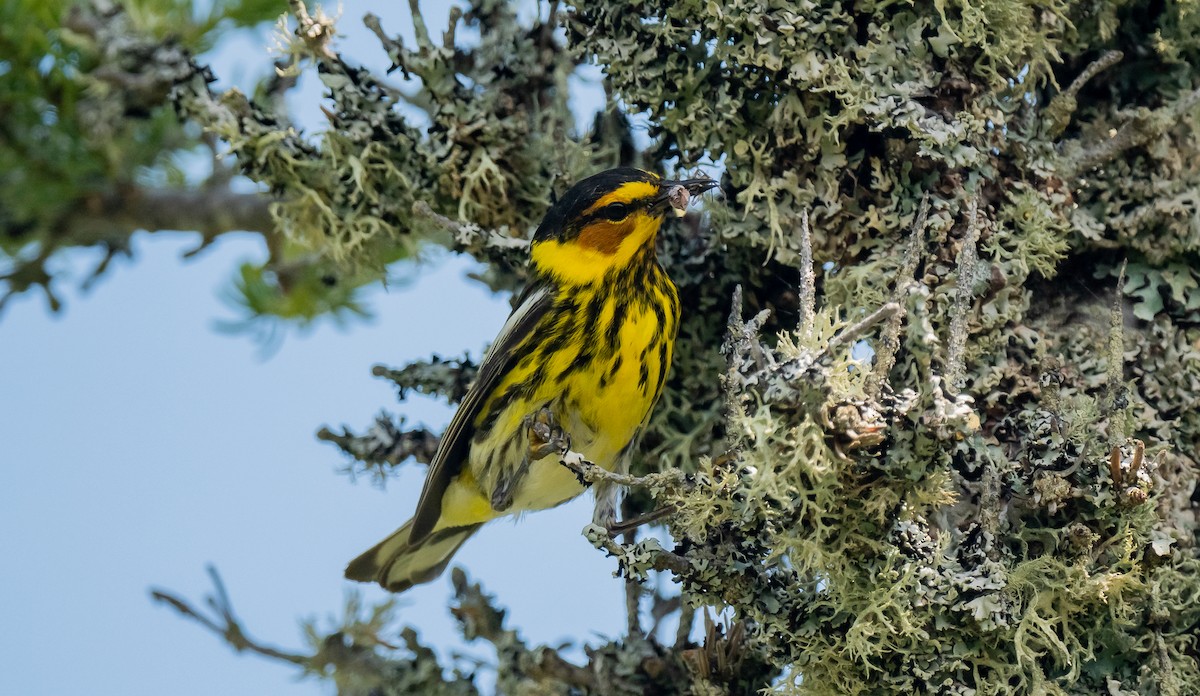 Cape May Warbler - ML620866775