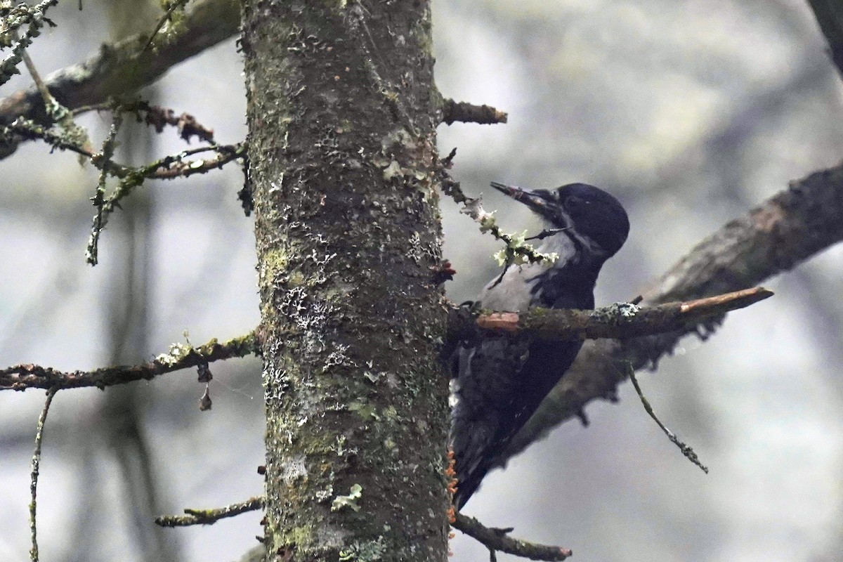 Black-backed Woodpecker - ML620866801
