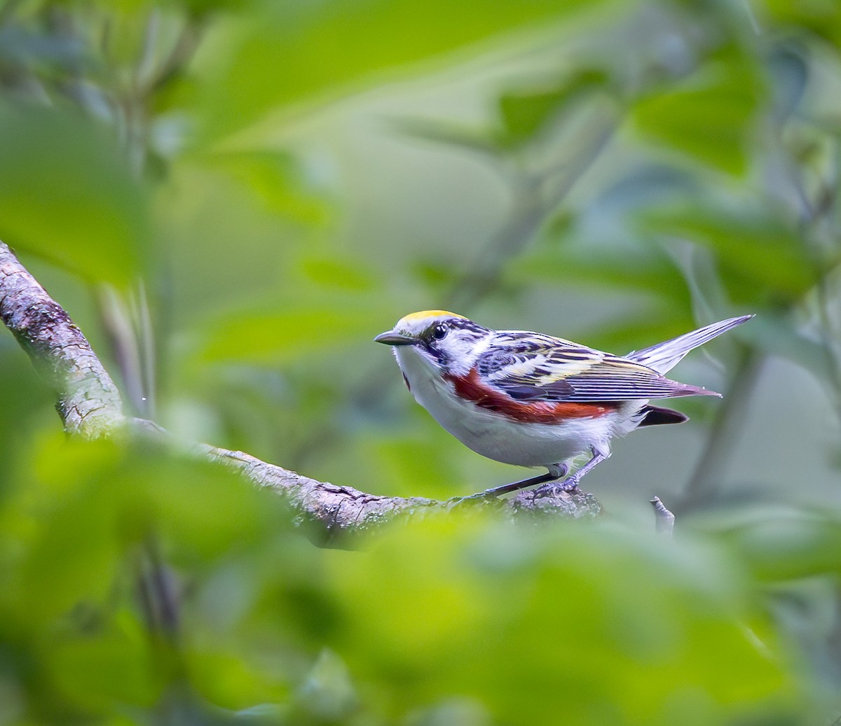 Chestnut-sided Warbler - Mike Murphy