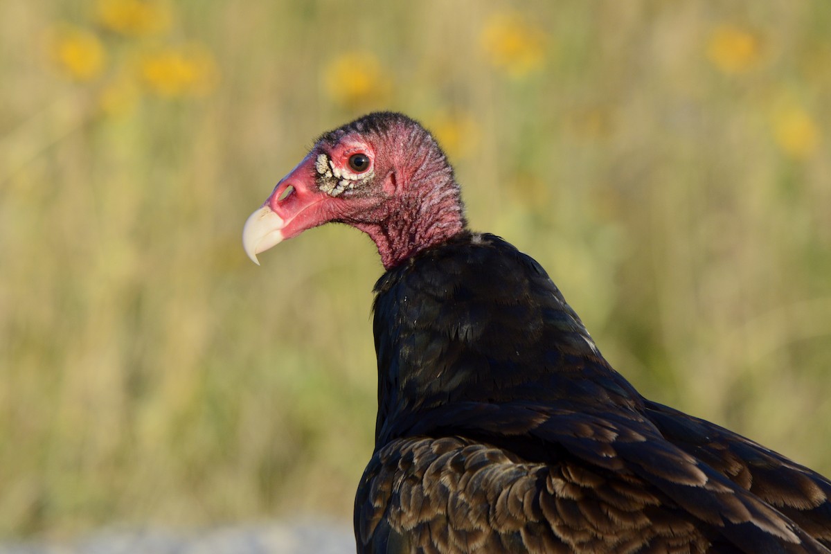 Turkey Vulture - ML620866838