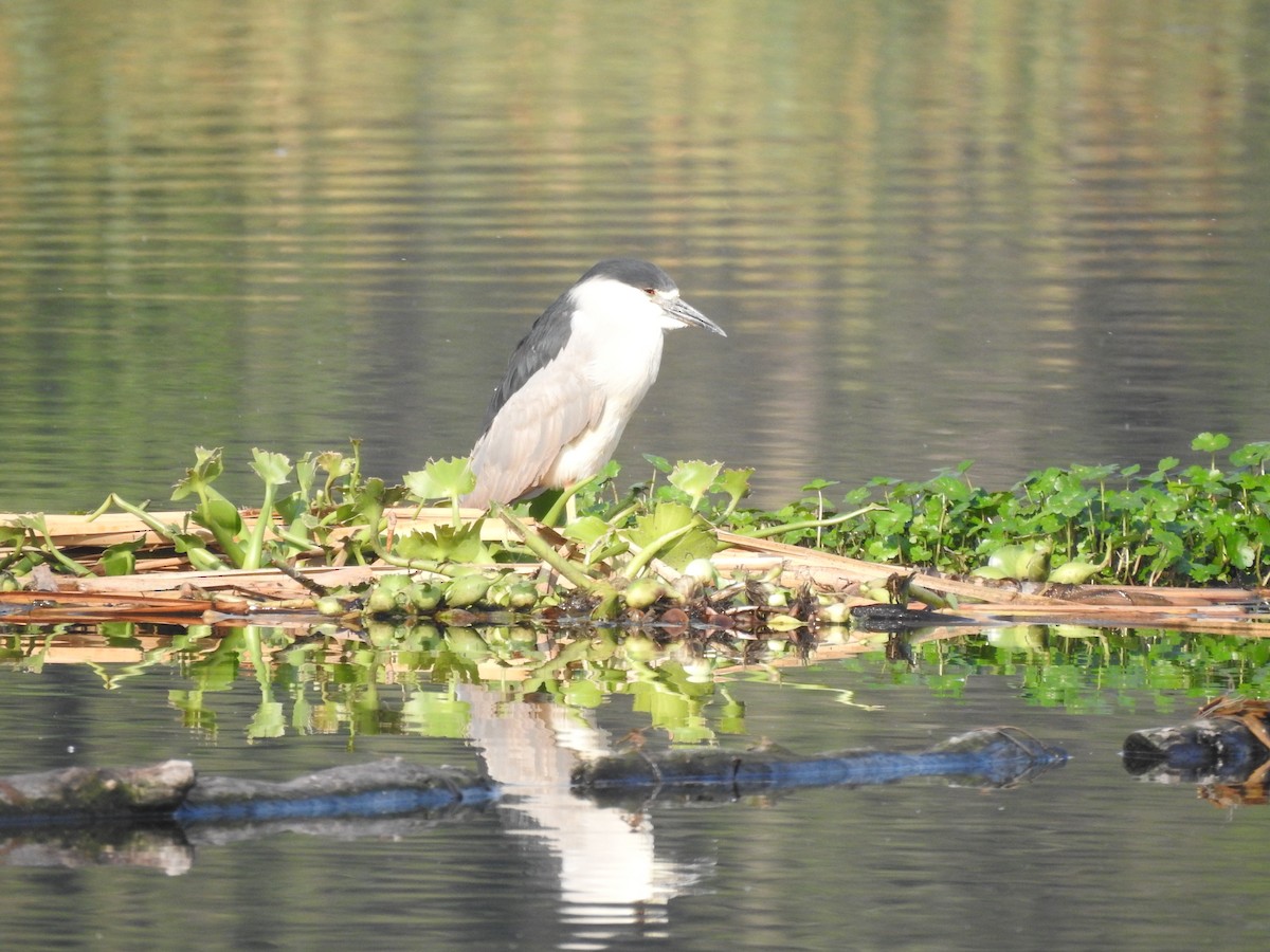 Black-crowned Night Heron - ML620866840