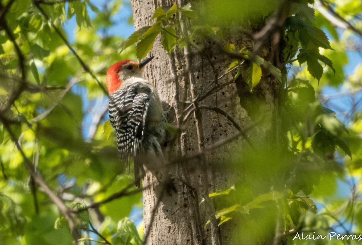 Red-bellied Woodpecker - Alain Perras