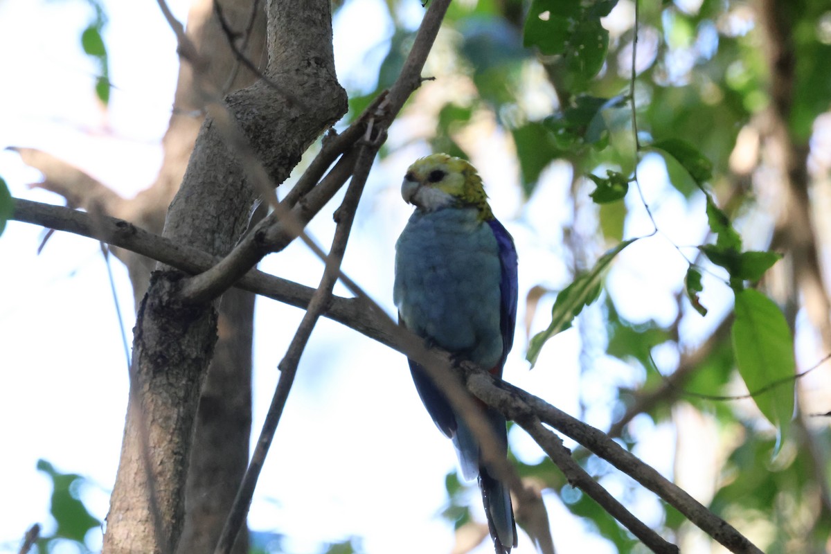 Pale-headed Rosella - ML620866875