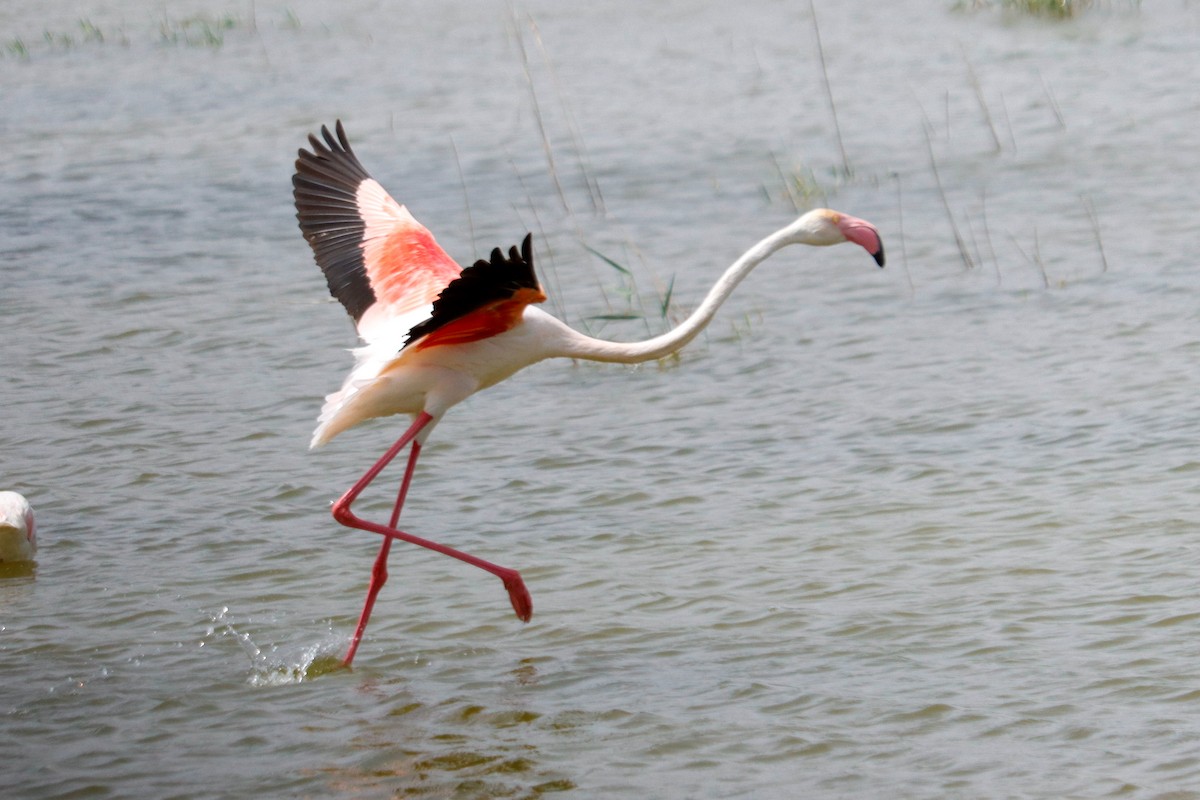 Greater Flamingo - Hugo Díez Navarro