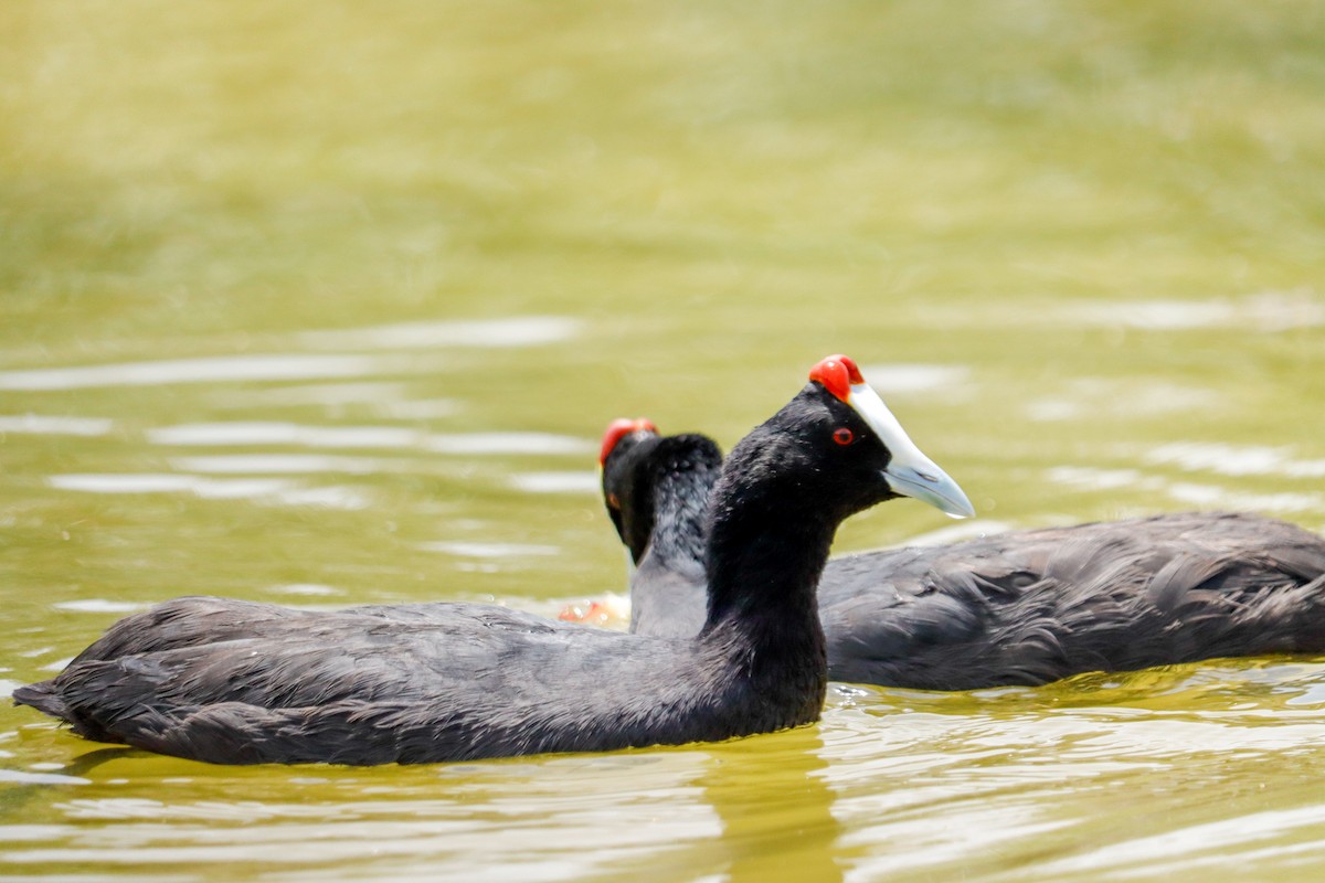 Red-knobbed Coot - ML620866887