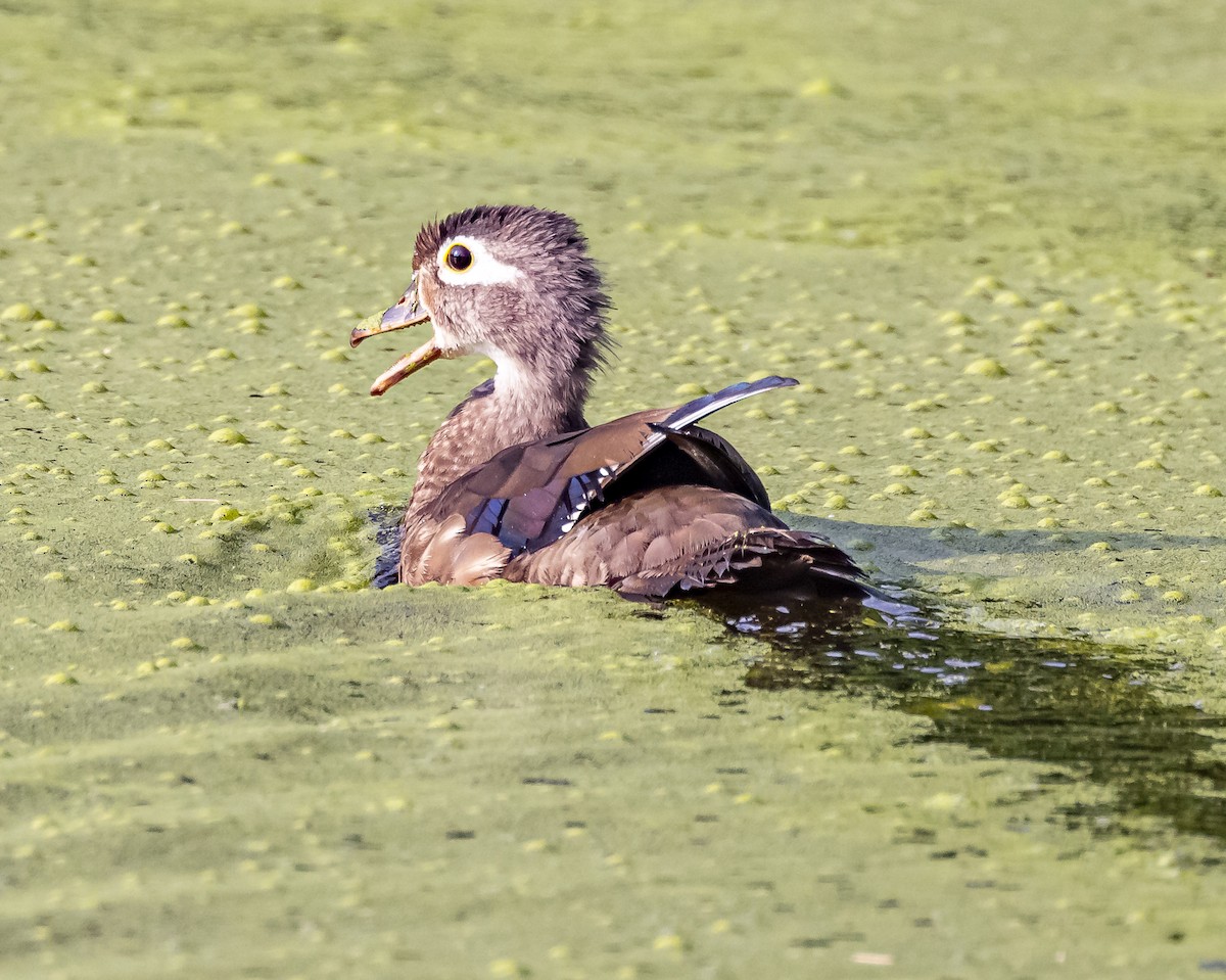 Wood Duck - ML620866891