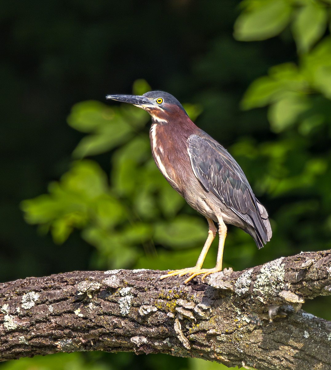 Green Heron - ML620866897