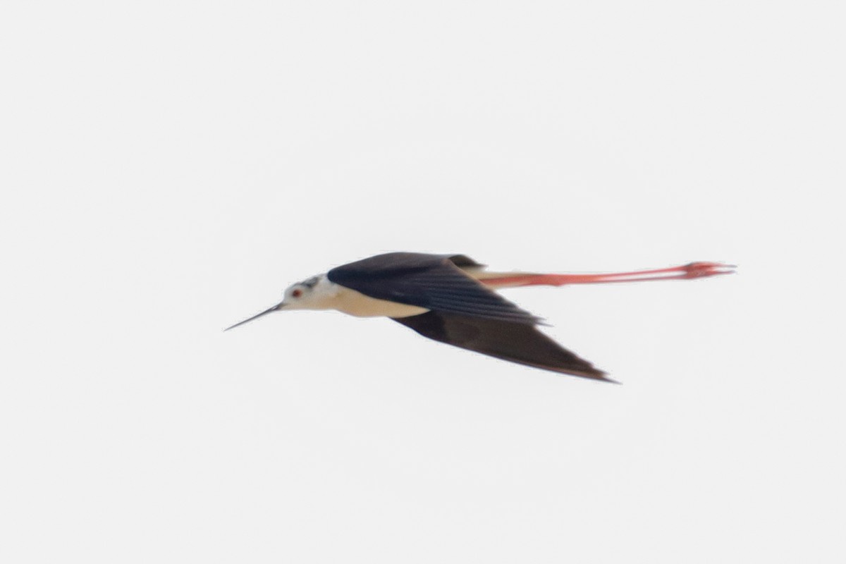 Black-winged Stilt - ML620866899