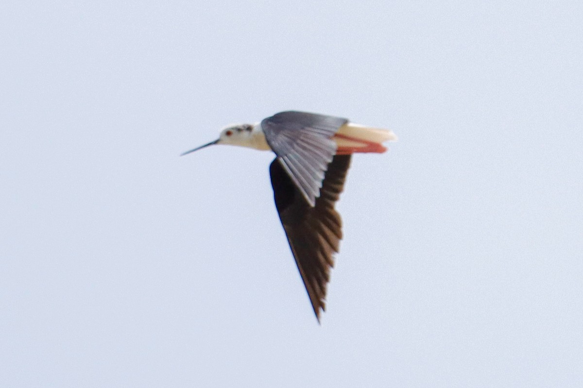 Black-winged Stilt - ML620866900