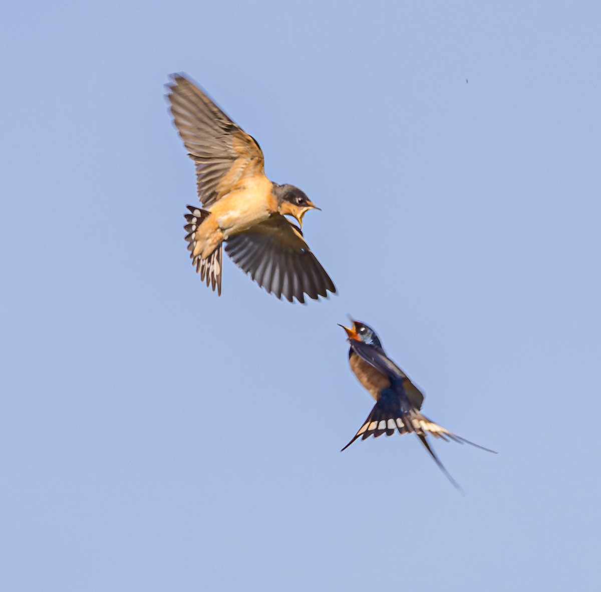 Barn Swallow - ML620866904