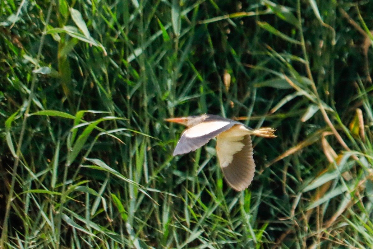 Little Bittern - ML620866907