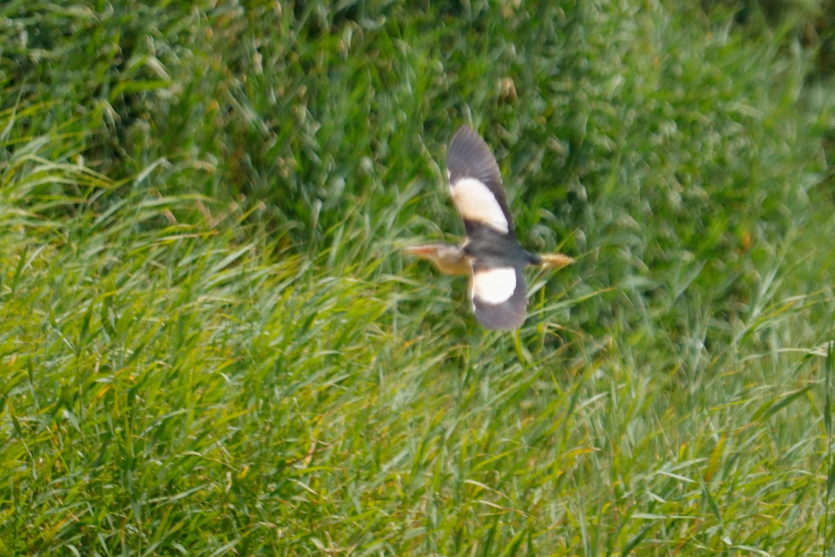 Little Bittern - ML620866908