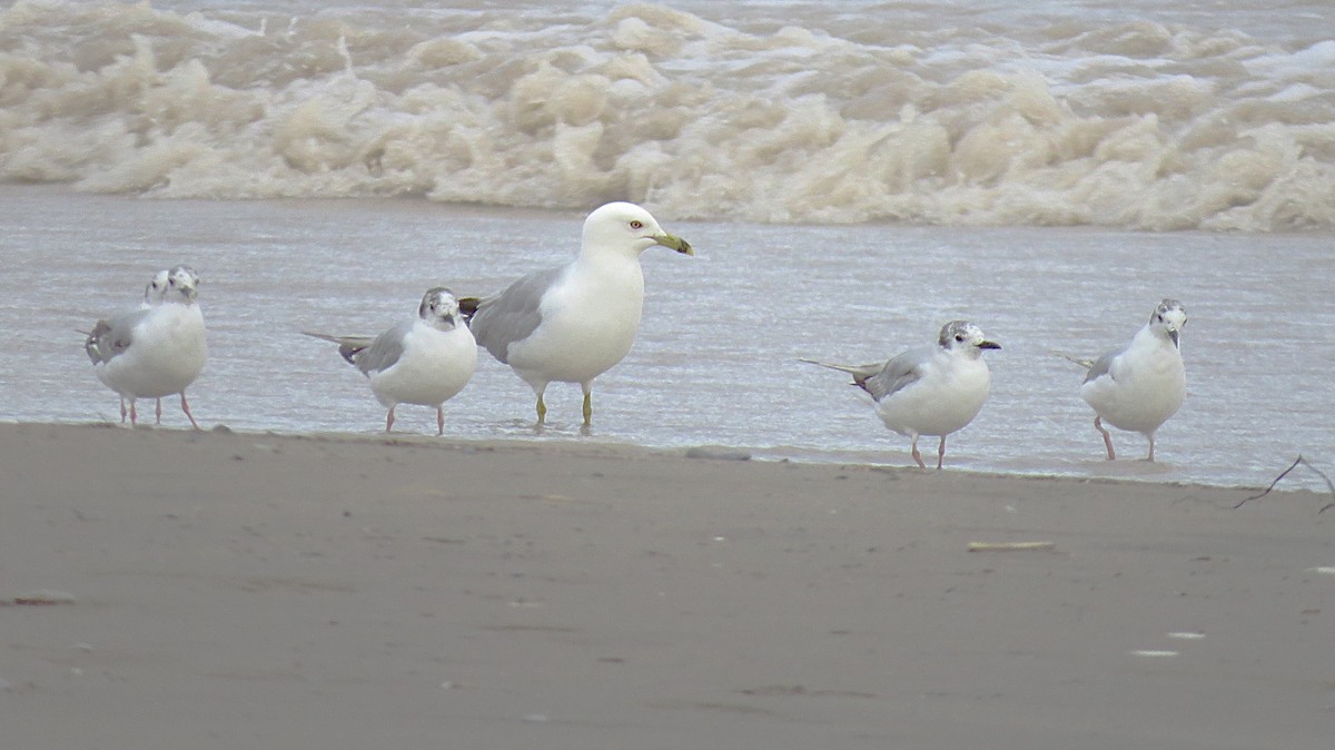 Bonaparte's Gull - ML620866910