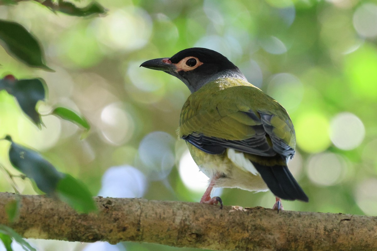 Australasian Figbird - Dennis Devers