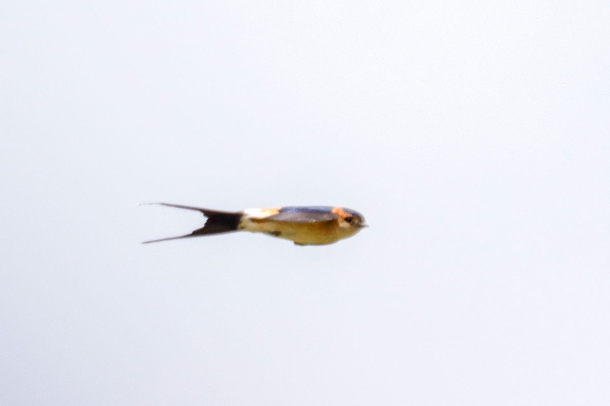 Red-rumped Swallow - ML620866957