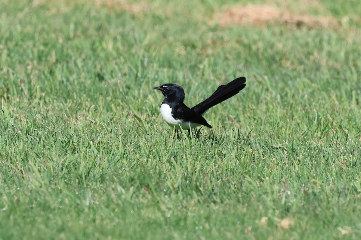 Willie-wagtail - ML620866966