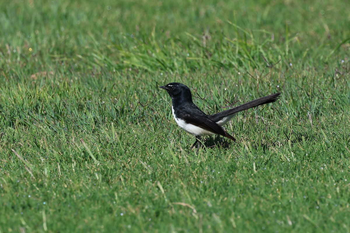Willie-wagtail - ML620866967