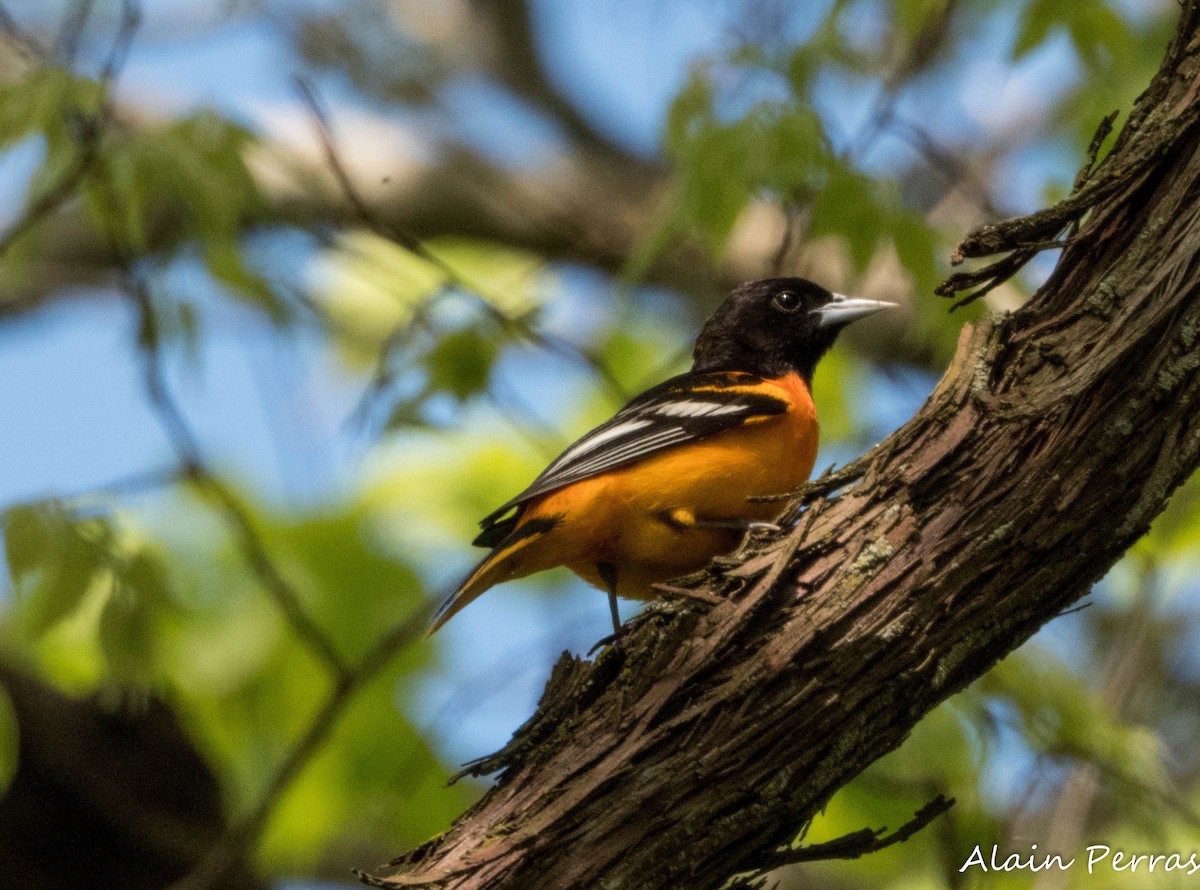 Baltimore Oriole - ML620866970